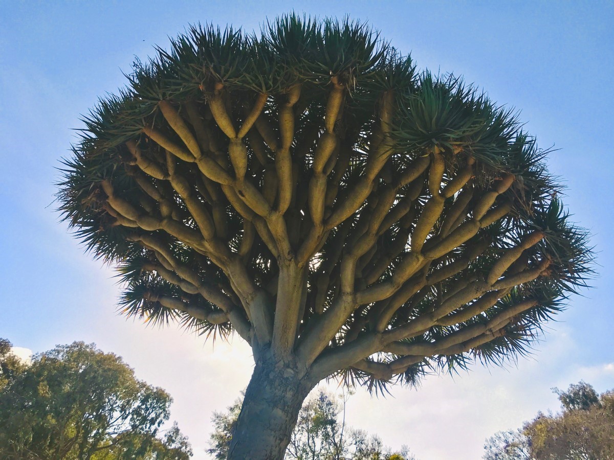 Dragonnier de Socotra