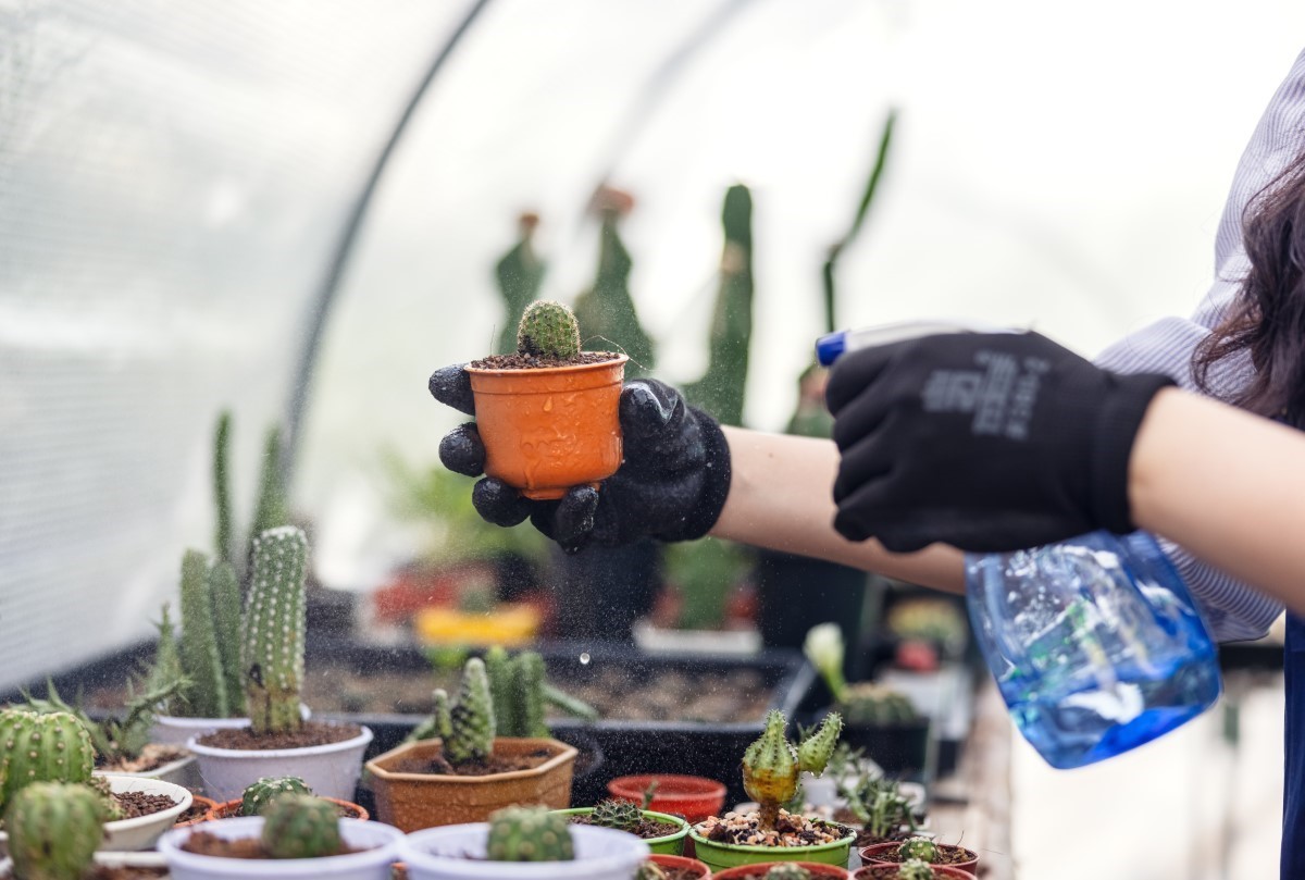 Propagation des cactus