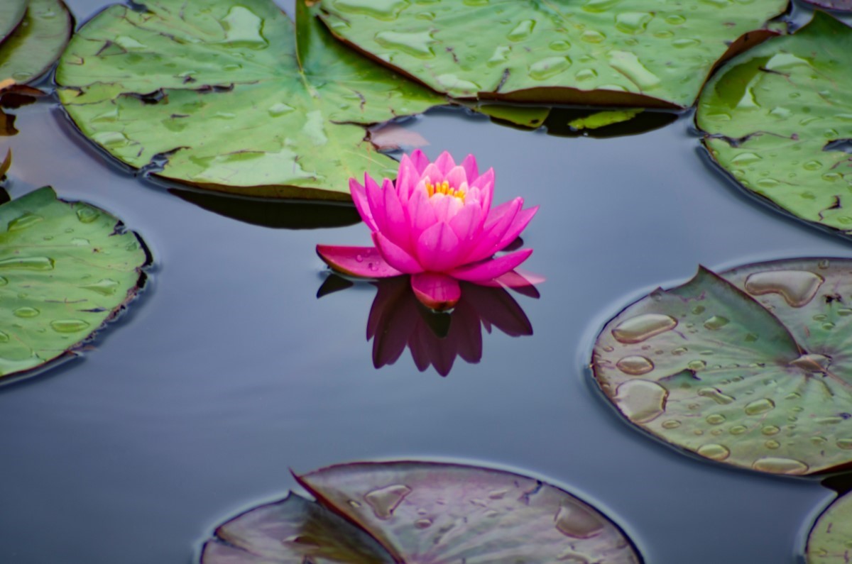 Tout sur le nenuphar