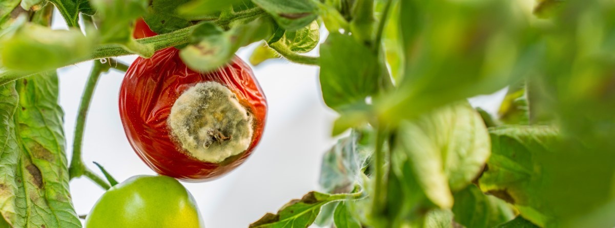 fléau courant des tomates