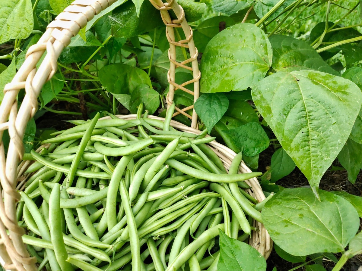 haricots verts