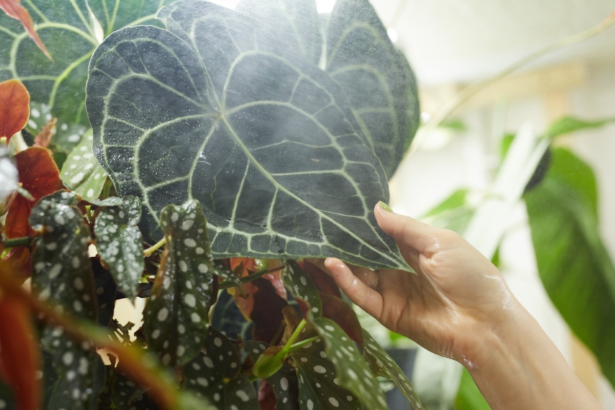 plantes exotiques de jardin
