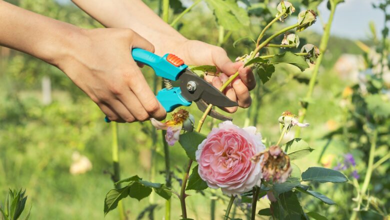 Le meilleur moment pour savoir comment couper des rosiers et optimiser leur croissance