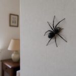 Grosse araignée noire dans la maison : comprendre son rôle dans l&rsquo;écosystème domestique