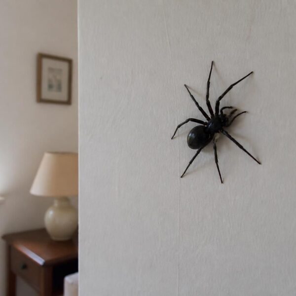 Grosse araignée noire dans la maison : comprendre son rôle dans l&rsquo;écosystème domestique